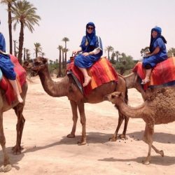 camel marrakech activities