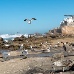 essaouira